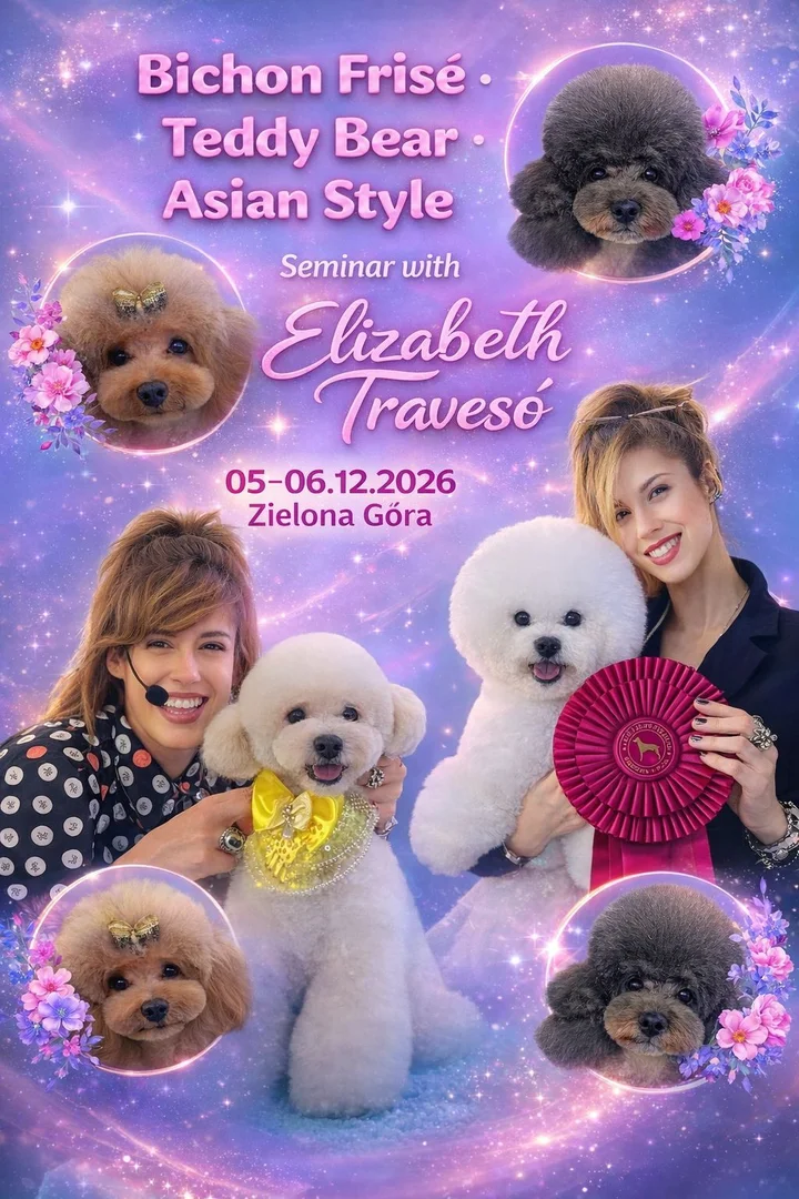 Grafika promocyjna wydarzenia Bichon frise na Show, Teddy Bear & Asian Style z Elizabeth Travesó – szkolenie groomerskie w Zielonej Górze