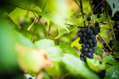 Grafika promocyjna wydarzenia Pierwsze winobranie przy Palmiarni