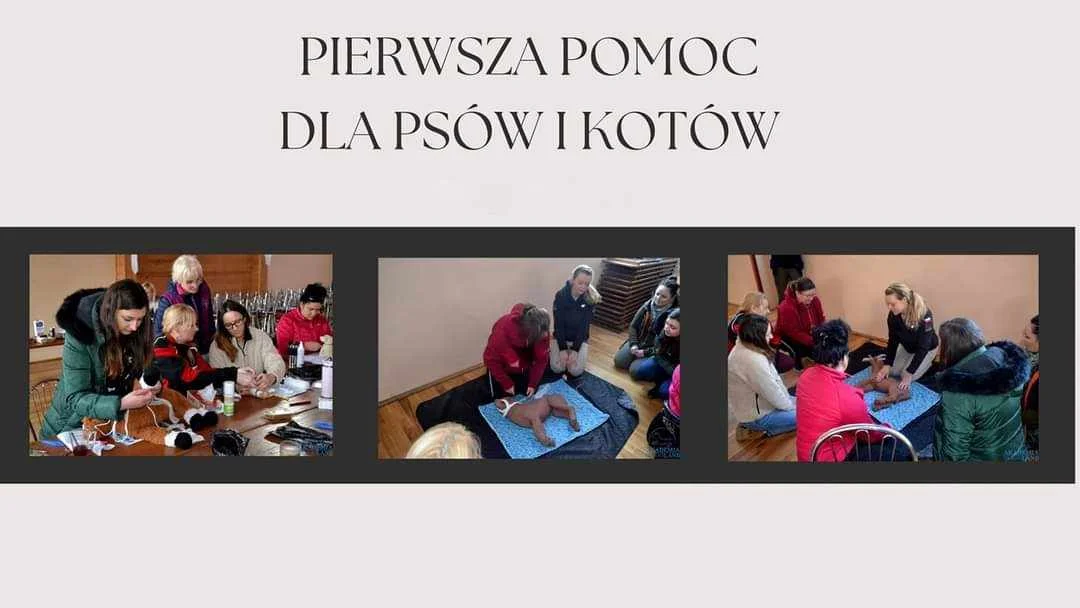 Grafika promocyjna wydarzenia Warsztaty z pierwszej pomocy dla psów i kotów w Zielonej Górze