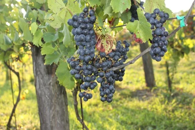 Obrazek przedstawia grafikę promocyjną wydarzenia Wyjazd na Święto Wina do Zielonej Góry z zwiedzaniem i parowozownią