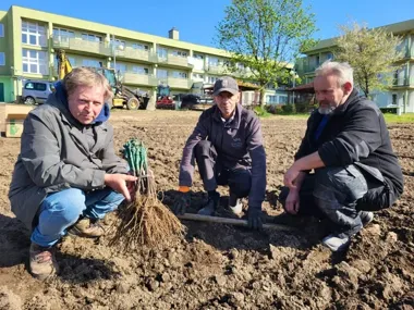 Przy Alei Słowackiego rośnie nowa winnica i ma dać miejskie wino