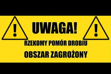 Zielona Góra w strefie zagrożenia po wykryciu pomoru drobiu